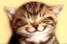 CHAT HEU-REUX !!!!!!